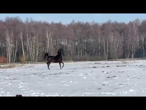 Veda Oktavia by Magic Magnifique