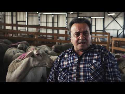 , title : 'Какую породу овец выбрали в Феодоро и почему