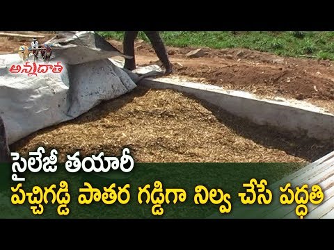 సైలేజీ తయారీ | Conversion of Fodder to Silage