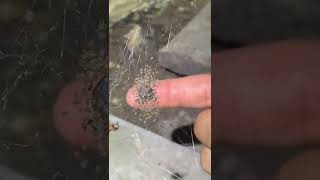 BABY Spiders Everywhere