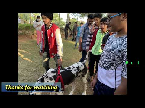 multieffect-MISBAH- dog-show