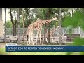 Detroit Zoo To Reopen For Members Only On June 8