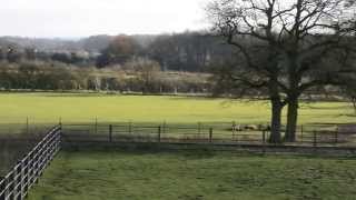 preview picture of video 'Asian Rhino Whipsnade Zoo'