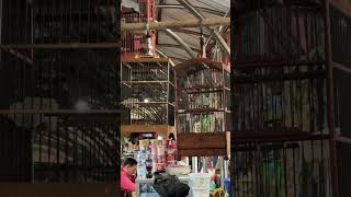 Download lagu Prenjak Gacor di Kios Bu Ida Pak Suro Pasar Burung Depok Surakarta - harga 200ribuan #prenjak mp3