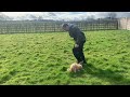 Aggressive Dog Training Made Easy