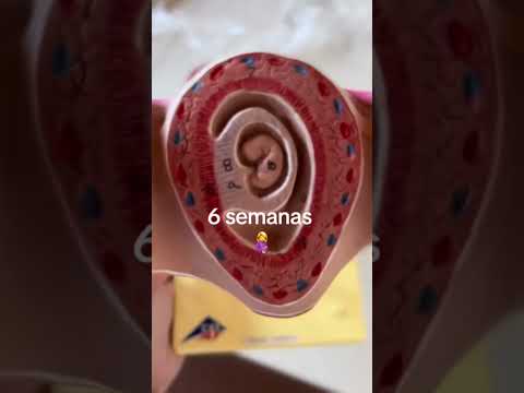 6 semanas de embarazo. Anatomía y Ecografía. Ya podemos ver su corazón