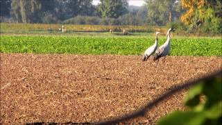 preview picture of video 'Trompetendes Kranich Paar'