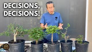 Mastering Bonsai: Techniques & Hacks on Caring for and Styling Your Chinese Elm Bonsai