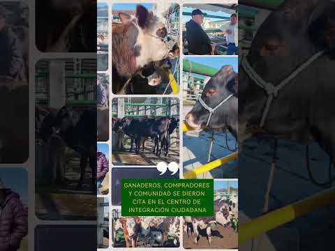 Subachoque se consolida como el epicentro ganadero del occidente de Cundinamarca