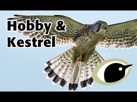 BTO Bird ID - Hobby & Kestrel