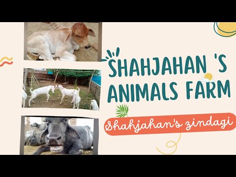Shahjahan's Animals Farm ll Shahjahan ka Farm