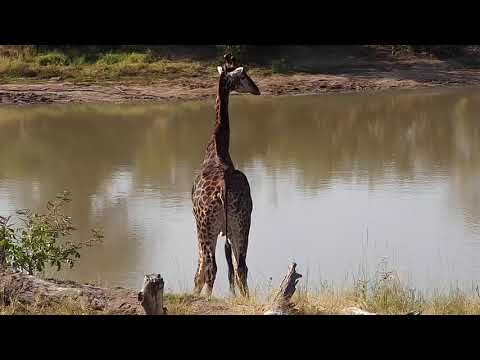 Djuma: Giraffe - 14:12 - 05/31/20