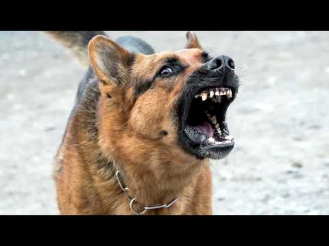 Wykaz ras psów AGRESYWNYCH i RASOWYCH