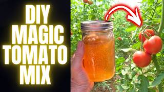 TOMATOES INSTANTLY GROW And Keep Producing All Summer | Simple To Make Solution