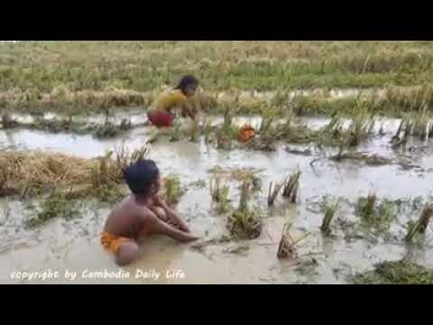 Brave Children Catch vicious snake by hand in Cambodia