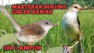 Download lagu Masteran burung ciblek sawah paling ampuh bikin ciblek sawah bahan jadi gacor mp3 Download lagu Masteran burung ciblek sawah paling ampuh bikin ciblek sawah bahan jadi gacor mp3