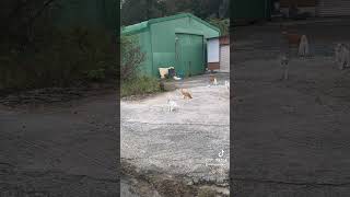 猫達の楽園？ #shotrs