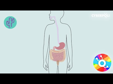 Maag darmkanaal en IBD