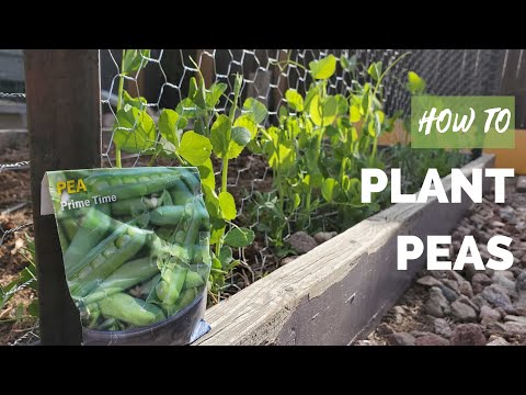 How to Plant Peas Like a PRO- When to plant, which seed type and how deep to plant pea seeds