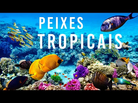 Peixes tropicais estandarte no recife de coral