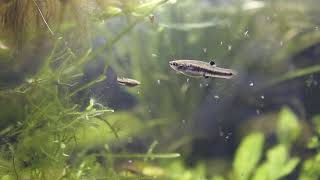 heterandria formosa daphnia feeding