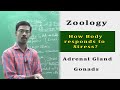 Zoology Human Body Hormones How Body Responds To Stress Adrenal Gland Gonads