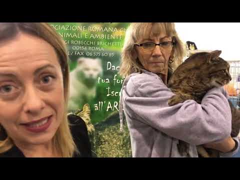 Giorgia Meloni: Aiutiamo chi si prende cura dei mici di strada a trovargli una casa.