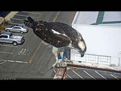 Kiskasit (juvenile Osprey) eating fish on the rail