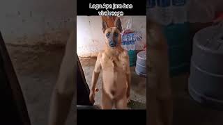 Download lagu LAGU APA JARE BAE REAGE VIRAL #lucu mp3
