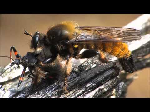 Sebastian Ingrosso & Tommy trash vs Delerim ft. Sarah McLachan - Reload Silence ( Zack edward edit )