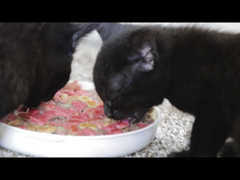 how to feed 5 kittens for the first time using dry food