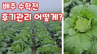 괴산 절임배추 파종 90일 심은지 46일 후기관리 (배추재배방법)