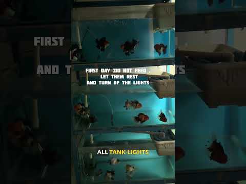 Proper way to acclimated and adjust New Goldfish | Tips #aquarium #shortvideo #shorts #goldfish
