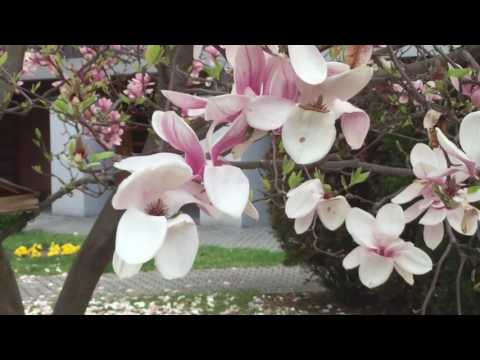 Čo mam prosiť od teba (Bl Zdenka)