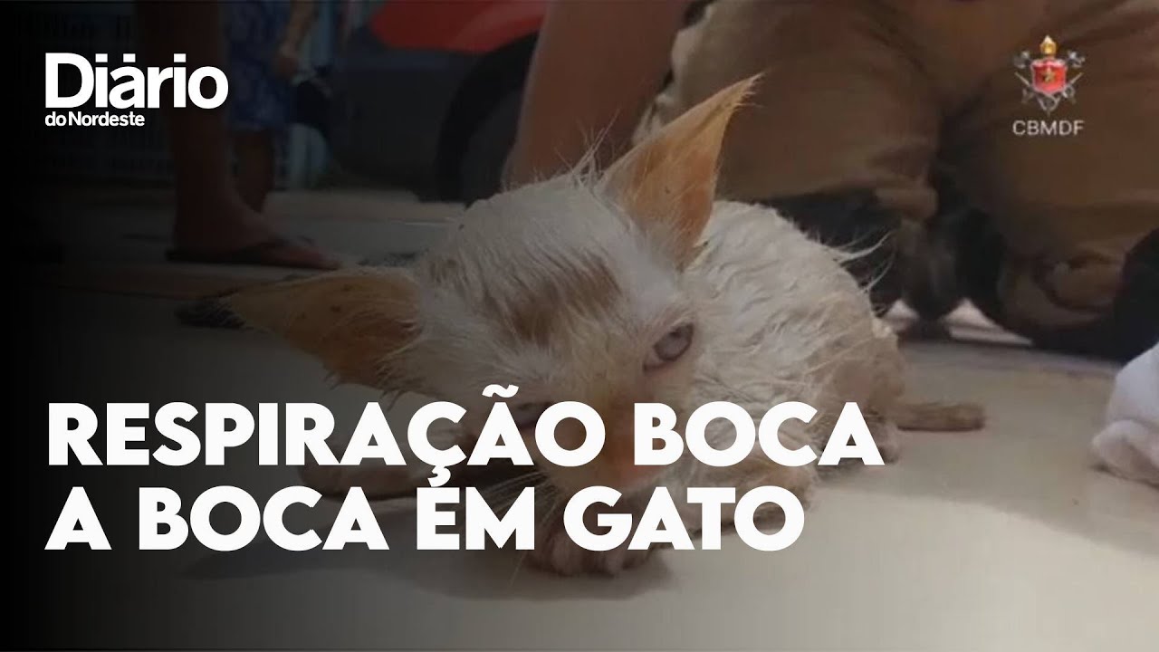 Imagem da notícia: Filhote de gato recebe respiração boca a boca de bombeiros no Distrito Federal