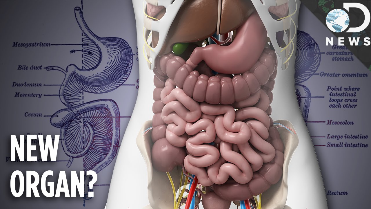 You Now Have A New Organ: Meet The Mesentery! - YouTube