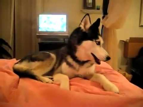 Real life talking dog