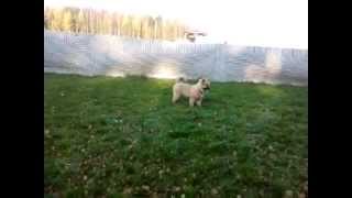 preview picture of video 'Unser Eurasier beim Welpentraining'