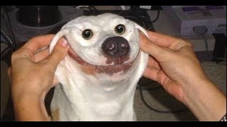 приколы с животными 2018 Смешные видео про собак и кошек смешные животные