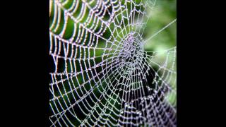 Duane Stephenson--Mr. B