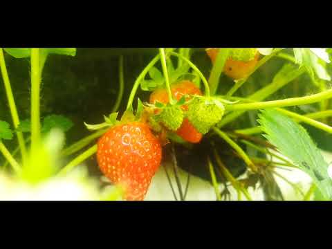 LIRIK LAGU TEPUNG KANJI 2 JAMES AP FEAT HAPPY ASMARA