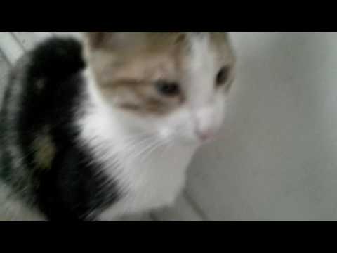 Que risa con mi gatita por dios