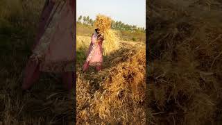 Download lagu uff 😮‍💨 ghehu kat gye or ab machine bulani h #india #farming mp3