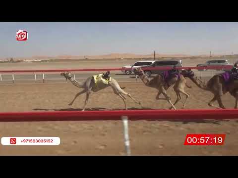   ش 23 (الشاهينيه) لـ سلطان جاسم العزيزي 2:14 , شارة الصندوق 2026/03/28 فطامين الروضة  