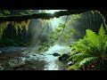 Forest Ambience Birds Singing Beautiful Stream Sounds For Peaceful Sleep Deep Rest Medicine ASMR