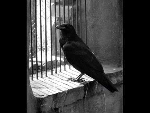 Pih - Czarny Kruk (B.A.S) RMX