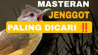 Download lagu MASTERAN CUCAK JENGGOT GACOR. VIRAL!! mp3 Download lagu MASTERAN CUCAK JENGGOT GACOR. VIRAL!! mp3