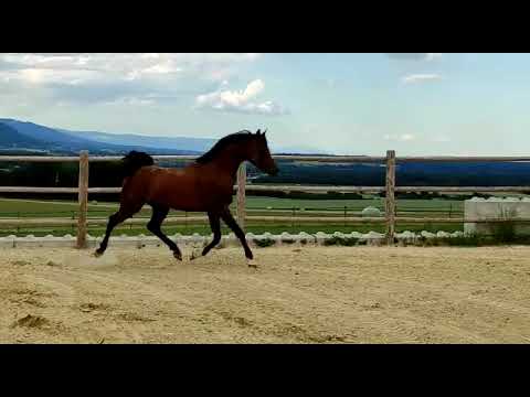 Caballo castrado Arabe En venta 2017 Bayo por WADEE AL SHAQAB