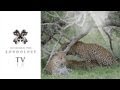 Two Male Leopards Mate With Female Leopard Londolozi TV