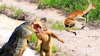 Impala's Bad Day! The Impala Escaped From The Crocodile And Was Hunted By The Leopard